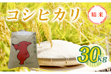 令和6年産  コシヒカリ精米 30kg T04501 