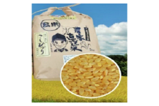 令和6年産　大多喜町産コシヒカリ玄米10ｋｇ、年間12回お届け T15004