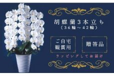 T05501「喜びの、おひざもと。」胡蝶蘭　3本立ち（36輪～42輪）（配達エリア：千葉県全域・東京都23区・神奈川県（横浜市・川崎市）限定）