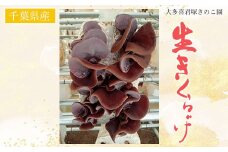W01202 生きくらげ 