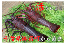C121 活伊勢海老４２０ｇ（１８０～２３０ｇ×２尾）