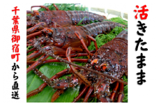 活伊勢海老６３０ｇ（２００～２３０ｇ×３尾）