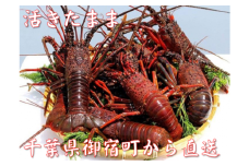 F124 活伊勢海老８４０ｇ（１８０～２３０ｇ×４尾）
