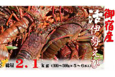 G104 活伊勢えび２.１kg（300～500g×５～６匹入）