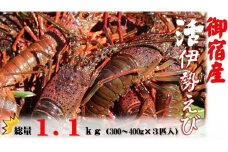 D121 活伊勢えび１.１kg（300～400g×３匹入）