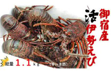 D125 活伊勢えびA