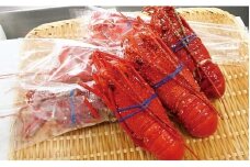 G110 冷凍蒸し伊勢えびB