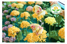 B804 ちりめん細工の菜の花