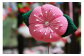 花の一例です。（※生地の色味や柄は１つ１つ異なります）