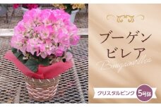 ≪先行予約≫産地直送 石井園芸オリジナル ブーゲンビレア クリスタルピンク5号鉢（鉢横幅約15cm） 2026年4月下旬より順次発送 花 フラワー 植物 記念日 誕生日 お祝い ギフト プレゼント ブーゲンビリア F22X-035