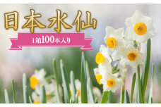 日本水仙（生花）1箱100本入り 花束 ギフト F22X-112