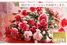 鋸南町産　スプレーカーネーション25本【生花・切り花】F22X-115