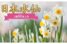 日本水仙（生花）1箱60本入り 花束 ギフト F22X-145
