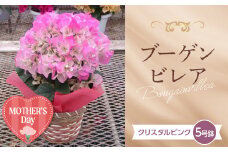 ≪先行予約≫【母の日】産地直送 石井園芸オリジナル ブーゲンビレア クリスタルピンク5号鉢（鉢横幅約15cm） メッセージカード付き 2026年5月7日から順次発送 花 フラワー 植物 記念日 誕生日 お祝い ギフト プレゼント ブーゲンビリア F22X-180