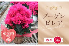 ≪先行予約≫【母の日】産地直送 ブーゲンビレア 赤系 5号鉢（鉢横幅約15cm） メッセージカード付き 2026年5月7日から順次発送 花 フラワー 植物 記念日 誕生日 お祝い ギフト プレゼント ブーゲンビリア F22X-181