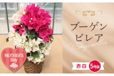 ≪先行予約≫【母の日】産地直送 ブーゲンビレア 赤 白 ミックス 5号鉢（鉢横幅約15cm） メッセージカード付き 2026年5月7日から順次発送 花 フラワー 植物 記念日 誕生日 お祝い ギフト プレゼント ブーゲンビリア F22X-182