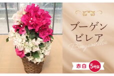 ≪先行予約≫産地直送 ブーゲンビレア 赤 白 ミックス 5号鉢（鉢横幅約15cm） 2026年4月下旬より順次発送 花 フラワー 植物 記念日 誕生日 お祝い ギフト プレゼント ブーゲンビリア F22X-183