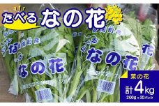 たべる なの花 菜の花200g×20パック なばな 菜花 ナバナ 千葉県 鋸南町 F22X-197