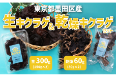 東京都墨田区産　生キクラゲ300g（150g×2パック）、乾燥キクラゲ60g（30g×2袋）　食品 野菜 きのこ キノコ きくらげ キクラゲ 木耳 純国産 新鮮 サラダ 和え物 炒め物 鍋[№5619-2139]