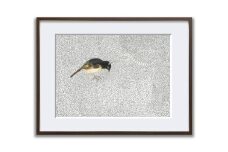 アート作品「フキナガシフウチョウ」（大）【 絵画 インテリア アート 芸術品 美術品 】