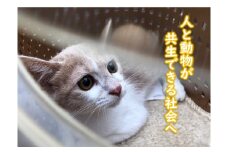人も動物も！ともに幸せに生きられるまちを実現したい！