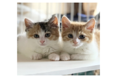 [返礼品なし] 不幸な猫を減らし動物と共生する地域活動を応援したい【動物愛護事業】[0176]