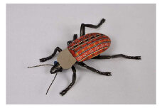 昆虫オブジェ insectum (インセクタム) オサムシ (専用桐箱入り) [0241]