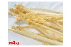 【武蔵野市内産】東京うど 約4kg ／ 野菜 ウド 山菜 【2025年1月下旬より順次発送】