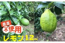 栽培中 農薬不使用 レモン 璃の香  1.2kg 数量限定 希少 贈り物 ギフト [№5714-0204]