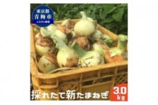 新玉ねぎ 3kg [№5714-0210]