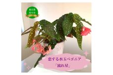 花郷園オリジナル　恋する水玉ベゴニア「流れ星」