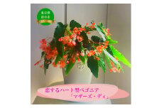 花郷園オリジナル　恋するハート型ベゴニア「マザーズ・ディ」