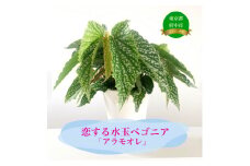 花郷園オリジナル　恋する水玉ベゴニア「アラモオレ」
