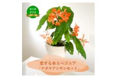 花郷園オリジナル　恋する水玉ベゴニア「ナポリアンサンセット」