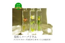 花郷園オリジナル【花咲くハーバリウム　クリスマスローズ３本セット（台座お皿付き）】