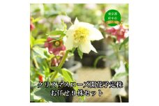 クリスマスローズのパイオニア　クリスマスローズ開花予定株お任せ9株セット
