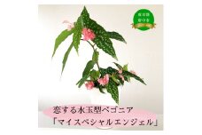 恋する水玉型ベゴニア「マイスペシャルエンジェル」