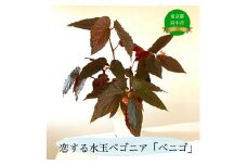 恋する水玉ベゴニア「ベニゴ」