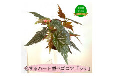 恋するハート型ベゴニア「ラナ」