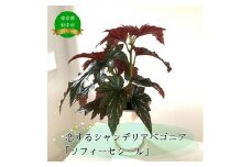 花郷園オリジナル　恋するシャンデリアベゴニア「ソフィーセシール」