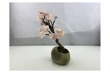 手漉き和紙使用　ソメイヨシノ盆栽