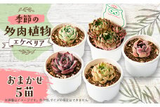 季節のおまかせ多肉植物5苗セット【1394676】