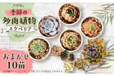 季節のおまかせ多肉植物10苗セット【1394679】