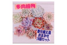 多肉植物寄せ植え苗おまかせ10苗セット(小～中苗)【1477082】