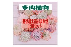 多肉植物寄せ植え用苗おまかせ15苗セット(中～大苗)【1477083】
