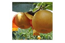 稲城市産　新高梨(にいたかなし) 約3kg(5玉程度)【1546492】