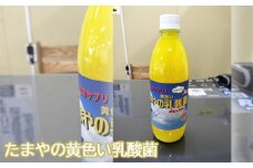 No.097 たまやの黄色い乳酸菌　500ml ／ 液体エサ 冬用 ビタミンB群 東京都