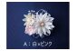A：白×ピンク