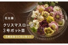 クリスマスローズ ３号ポット苗 ５本おみつくろいセット〈花光園〉