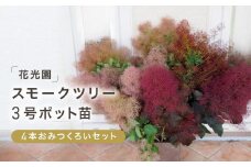 スモークツリー３号ポット苗 ４本おみつくろいセット〈花光園〉
